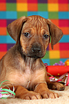 Rhodesian Ridgeback Welpe / rhodesian ridgeback puppy