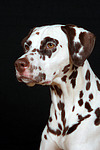 Dalmatiner / dalmatian