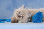 liegendes Perser Colourpoint Kätzchen / lying persian colourpoint kitten