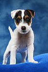 Parson Russell Terrier Welpe / parson russell terrier puppy