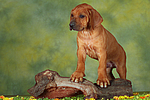 Rhodesian Ridgeback Welpe / rhodesian ridgeback puppy