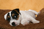 liegender Parson Russell Terrier Welpe / lying PRT puppy