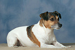 Jack Russell Terrier