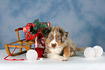 Miniature Australian Shepherd Welpe / miniature australian shepherd puppy