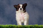 stehender Papillon Welpe / standing papillon puppy