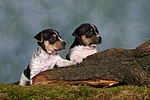 Jack Russell Terrier Welpen / jack russell terrier puppies