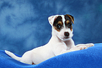 Parson Russell Terrier Welpe / parson russell terrier puppy