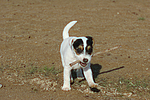 Parson Russell Terrier Welpe / parson russell terrier puppy