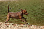 Rehpinscher / miniature pinscher