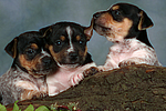 Jack Russell Terrier Welpen / jack russell terrier puppies