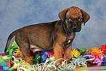 Rhodesian Ridgeback Welpe / rhodesian ridgeback puppy