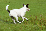 rennender Parson Russell Terrier / running PRT