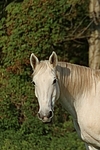 Sachsen Anhaltiner Warmblut / horse