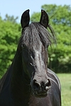 Friese Portrait / friesian horse portrait