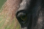 Friese Auge / friesian horse eye