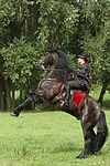 Frau reitet Friese / woman rides friesian horse