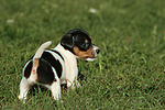 Jack Russell Terrier Welpe / jack russell terrier puppy