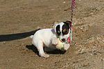 Parson Russell Terrier Welpe / parson russell terrier puppy