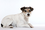 Parson Russell Terrier