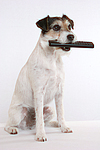 Parson Russell Terrier