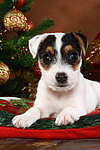 Parson Russell Terrier Welpe zu Weihnachten / PRT puppy at christmas