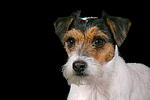 Parson Russell Terrier Portrait