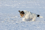 Parson Russell Terrier rennt durch den Schnee / prt running through snow