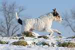 Parson Russell Terrier rennt durch den Schnee / prt running through snow