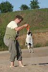 Frau spielt mit Parson Russell Terrier / woman plays with PRT