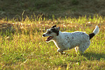 Parson Russell Terrier