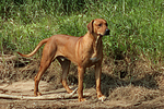 Rhodesian Ridgeback