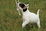 spielender Parson Russell Terrier Welpe / playing PRT puppy