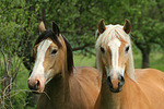 Haflinger und Deutsches Reitpony / haflinger horse and pony