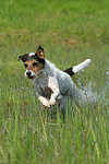 rennender Parson Russell Terrier / running PRT