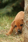 Rhodesian Ridgeback Welpe / rhodesian ridgeback puppy