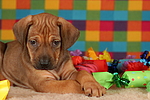 Rhodesian Ridgeback Welpe / rhodesian ridgeback puppy