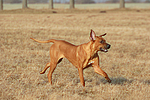 Rhodesian Ridgeback