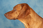 Rhodesian Ridgeback