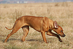 Rhodesian Ridgeback