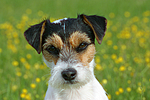 Parson Russell Terrier