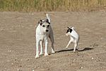 Parson Russell Terrier