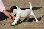 Parson Russell Terrier Welpe / parson russell terrier puppy