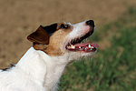 Parson Russell Terrier