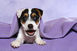 Parson Russell Terrier Welpe / parson russell terrier puppy