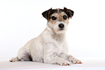 Parson Russell Terrier