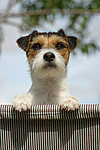 Parson Russell Terrier