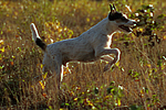 Parson Russell Terrier