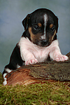 Jack Russell Terrier Welpe / jack russell terrier puppy