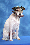 Parson Russell Terrier