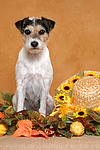 Parson Russell Terrier